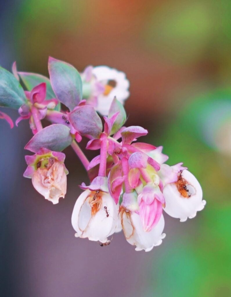 Blueberry blossoms