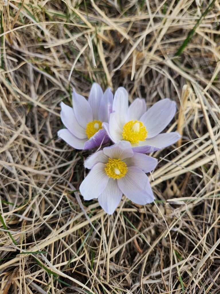 Dreams of Spring on the Northern Great Plains