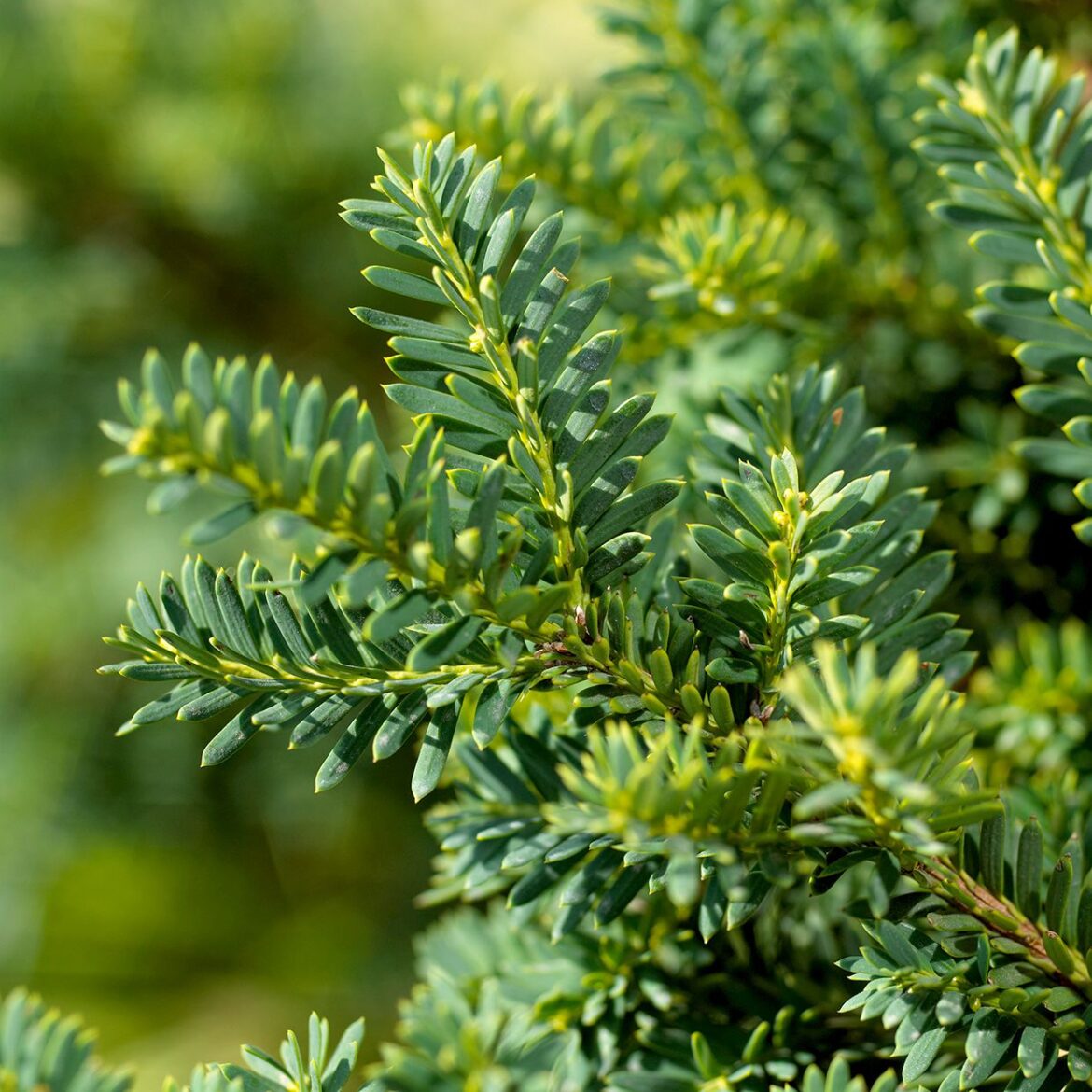 Want Color All Year? Plant These 21 Evergreen Shrubs