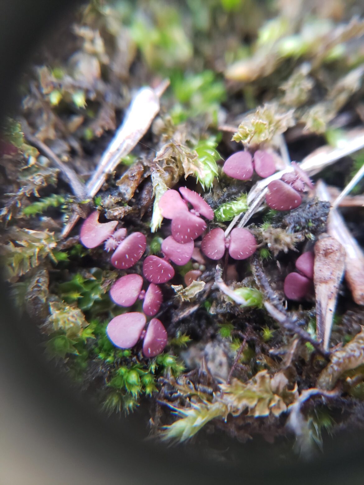 Little purple plants (?) growing in a bed of moss.