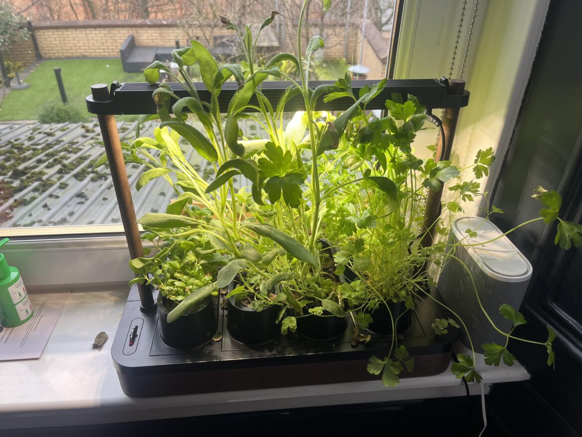 Bought ank indoor garden and now now sure what to do with my sage?