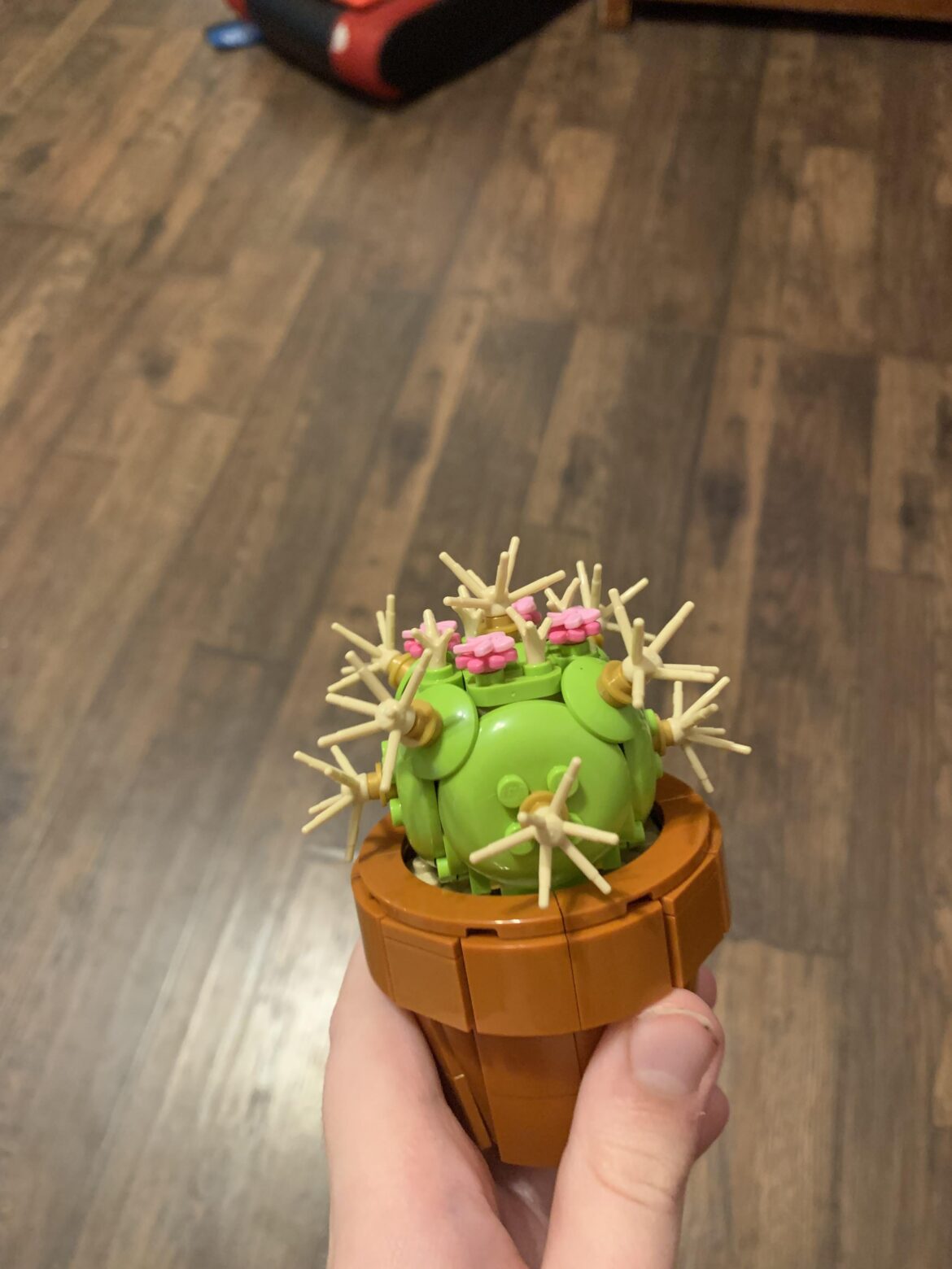 is there something wrong with my cactus?