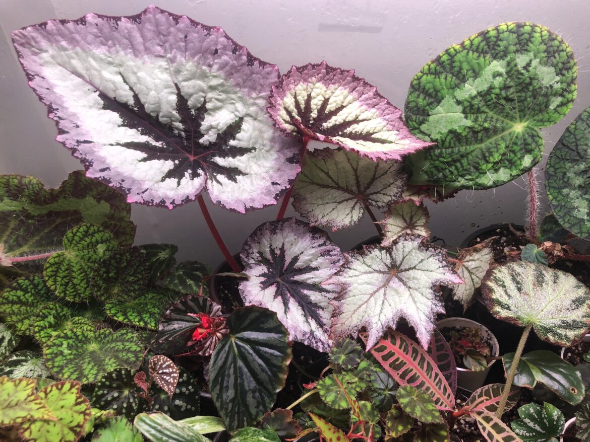 Begonia terrarium