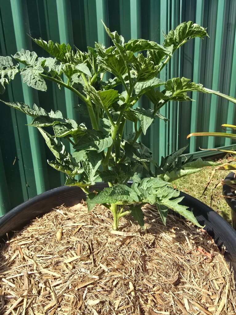 Kangaroo paw brown dwarf tomato