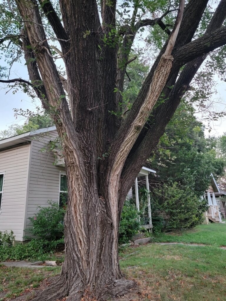 Dutch Elm Disease?