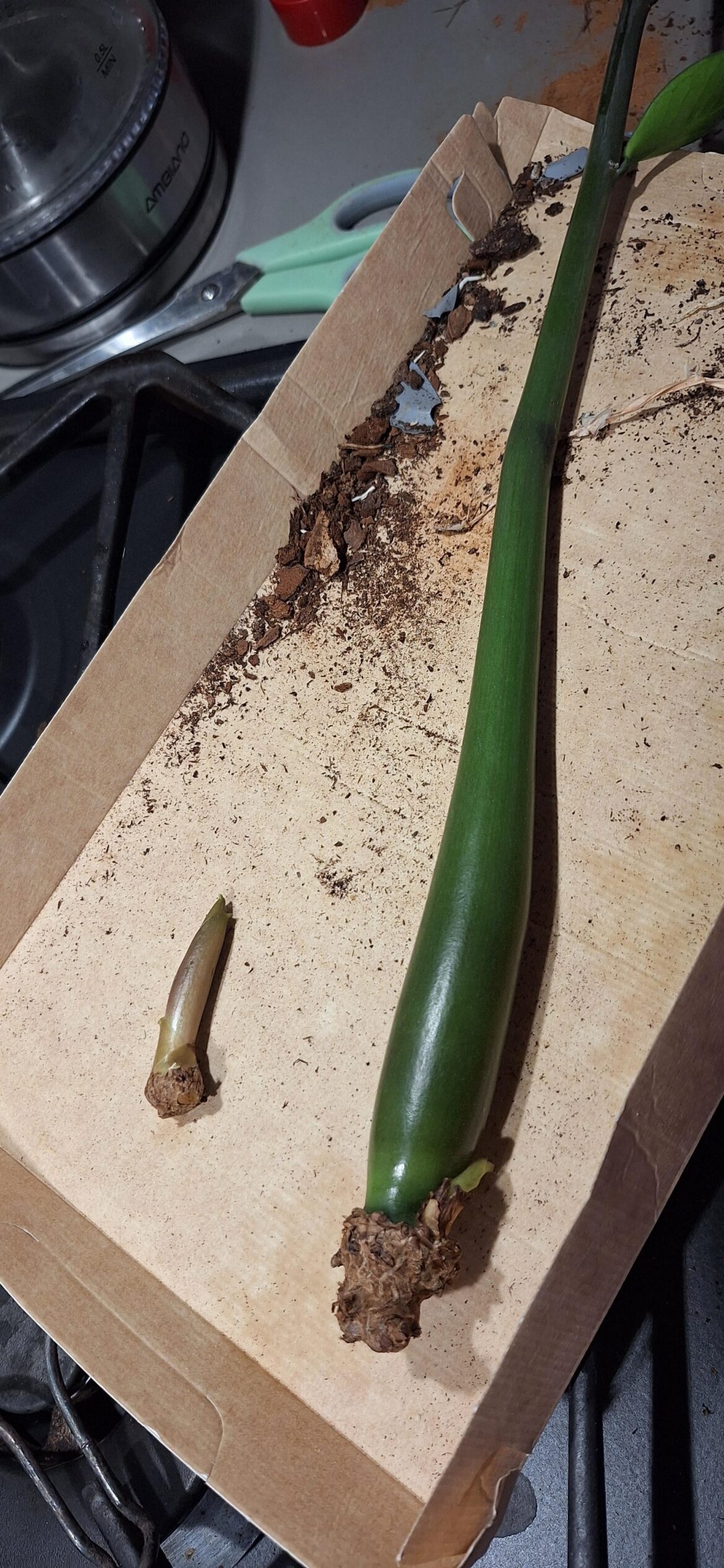 I broke two leaves of my ZZ when I reported the main plant. Can I propagate them?