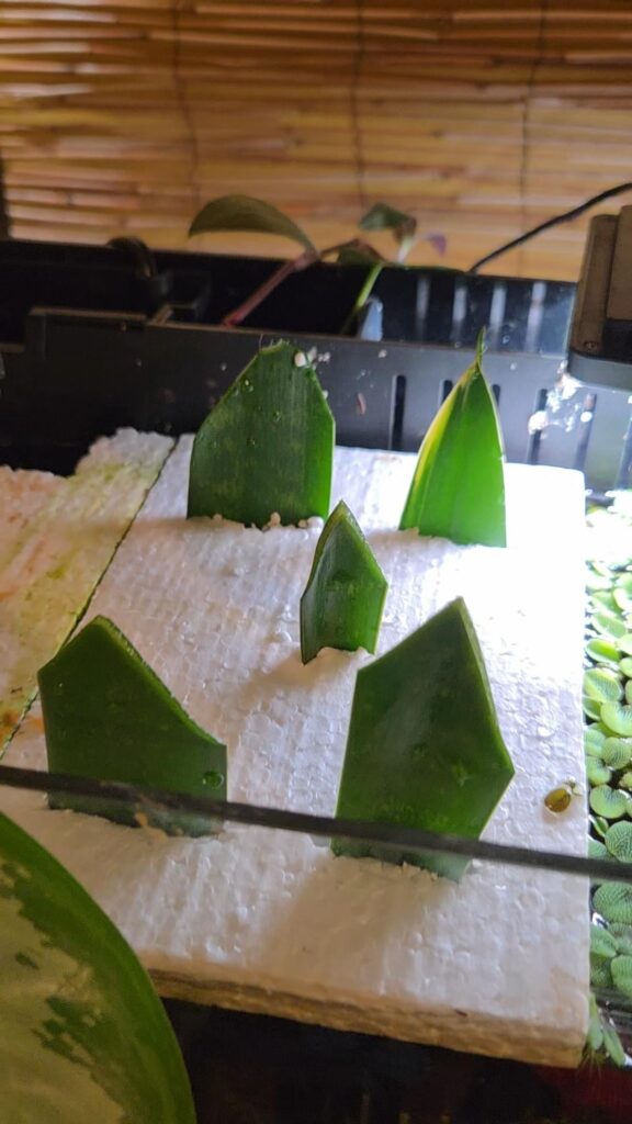 Using my fish tank for plant propagation — floating snake plant + sweet potato experiment