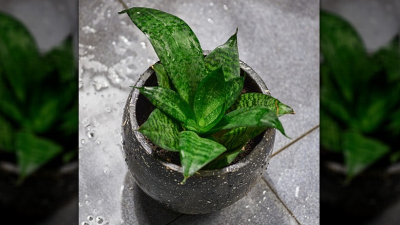 A small potted snake plant receiving rain water