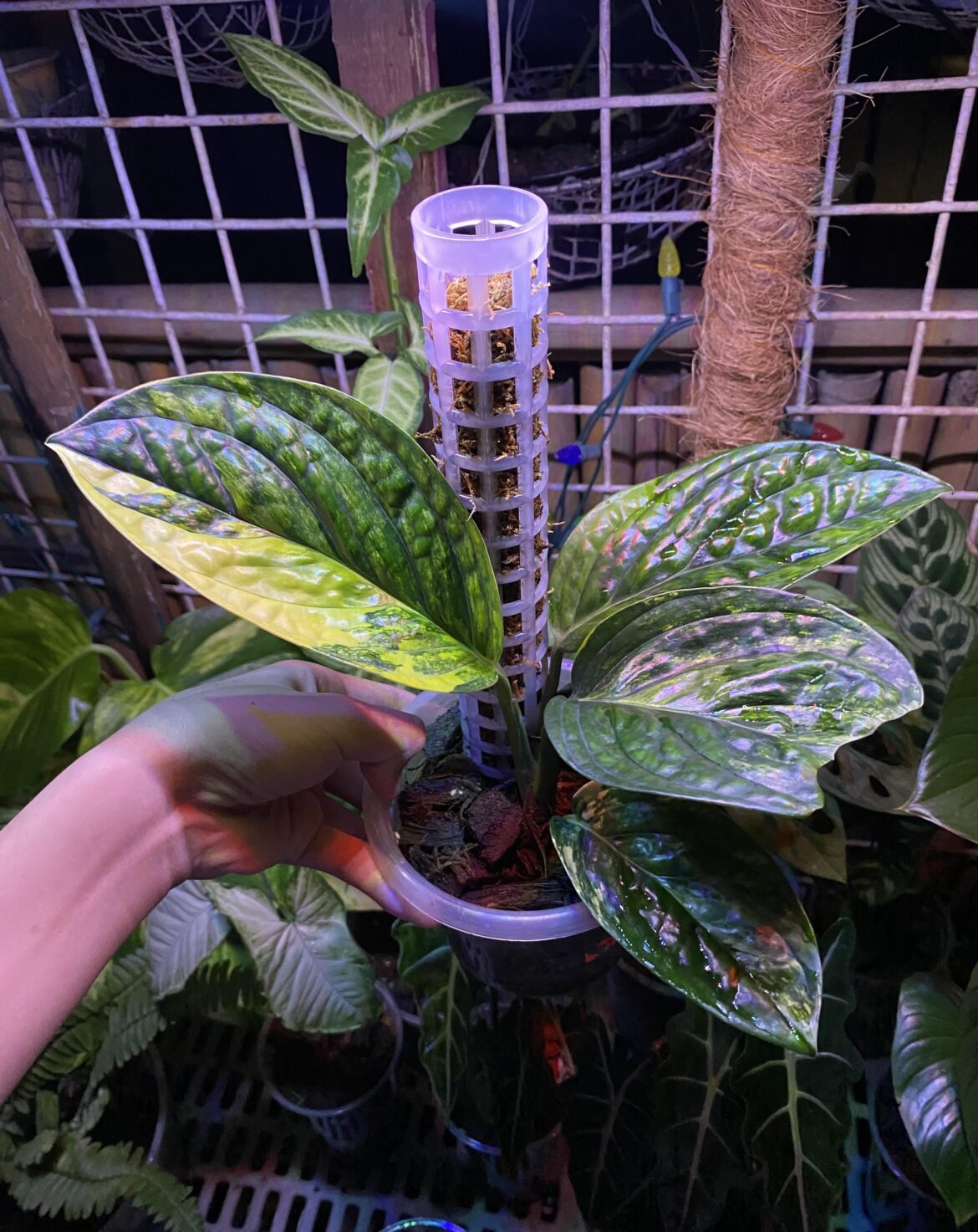 Monstera Peru variegated