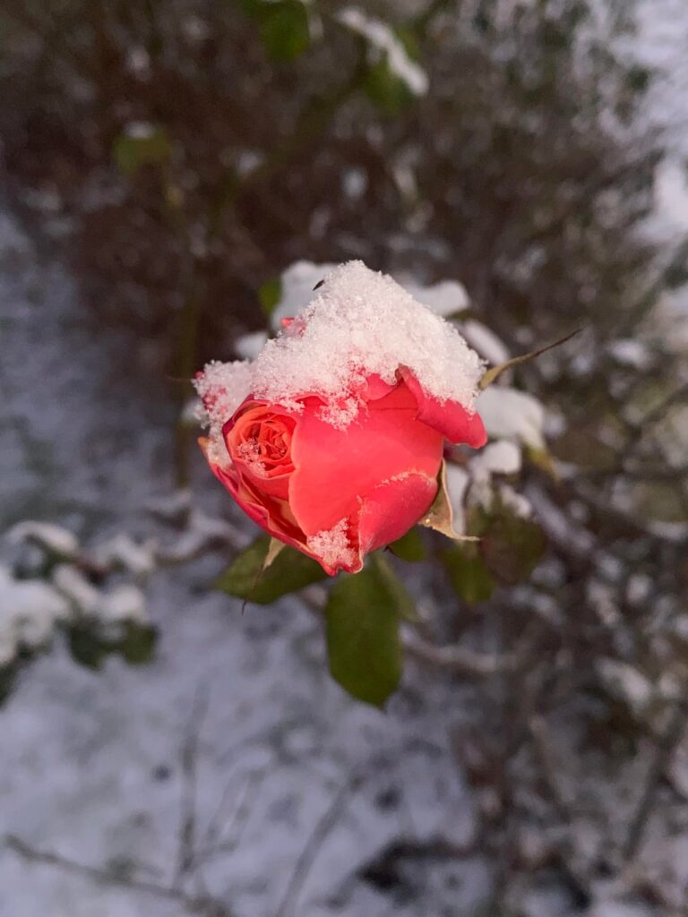 winter rose winter rose