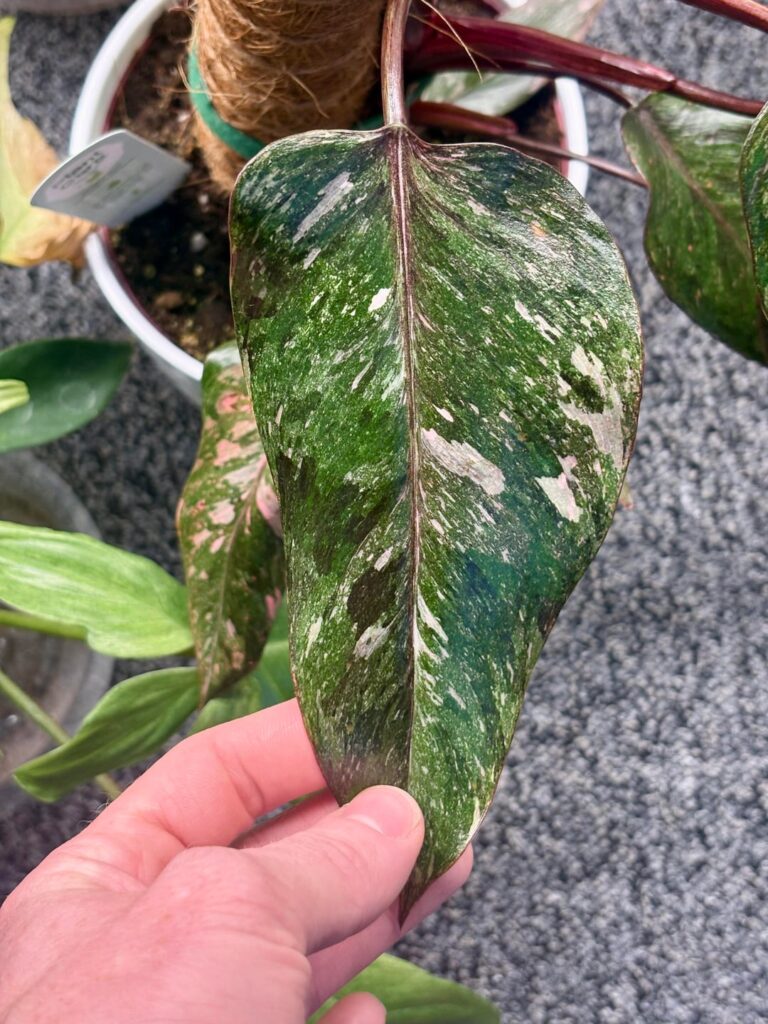 Pink Princess Tricolor?