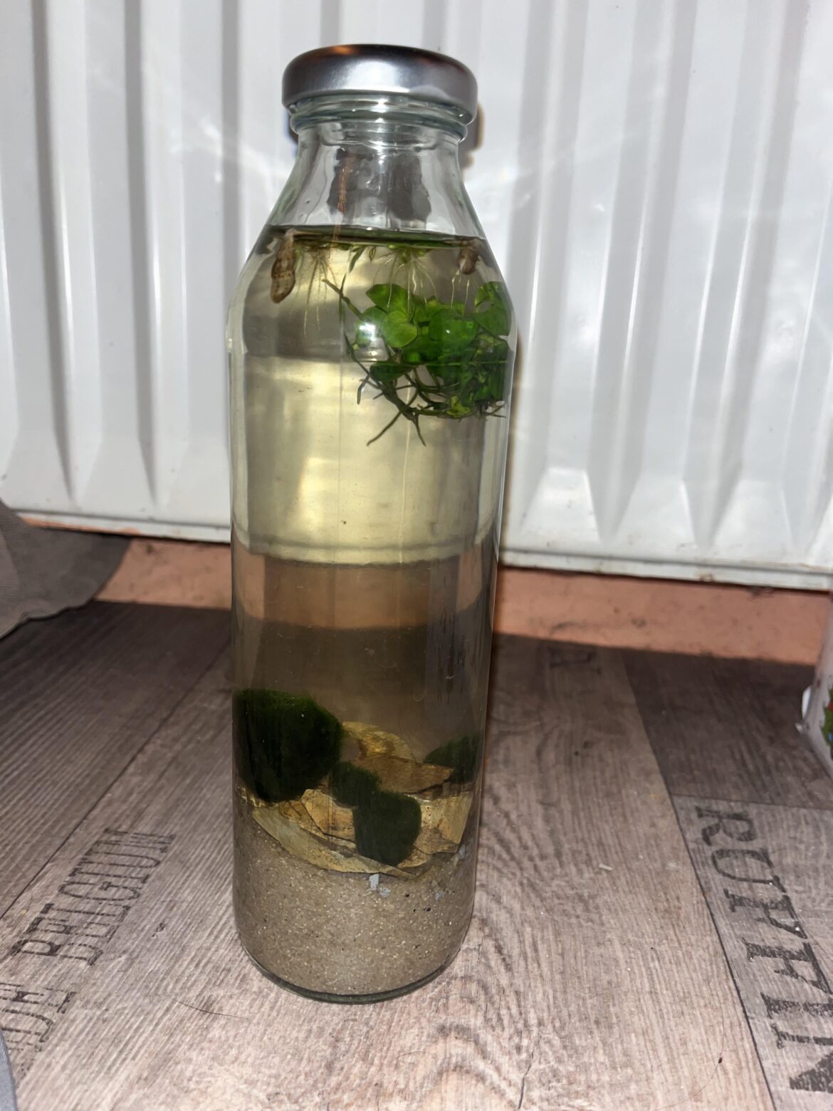 tiny jarrarium I‘ve made with some leftover plants and rocks from my aquarium :) tiny jarrarium I‘ve made with some leftover plants and rocks from my aquarium :)