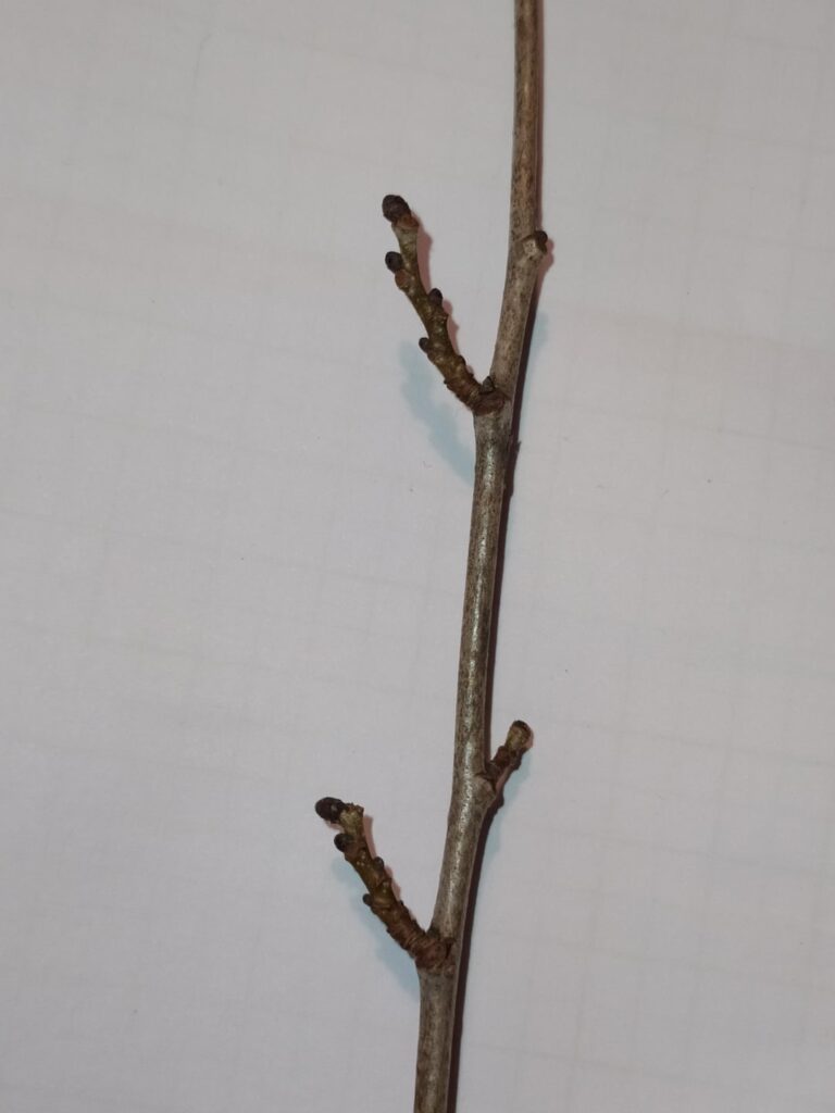 Established planting, southern UK