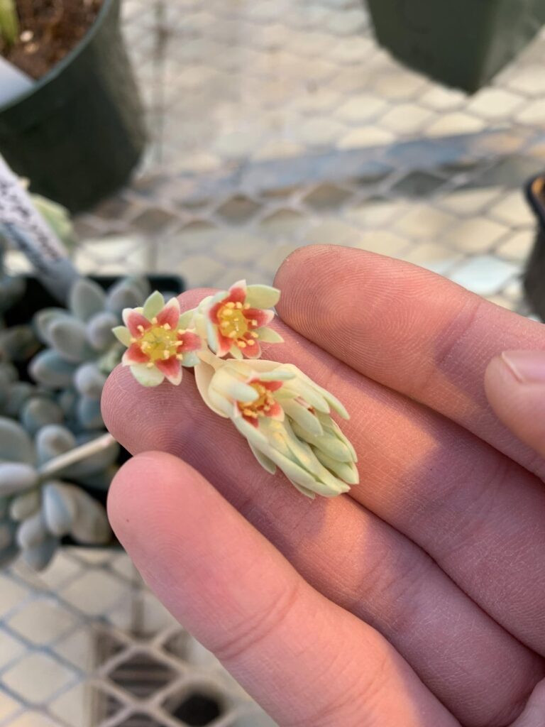 Pachyphytum flowers absolutely loaded with nectar