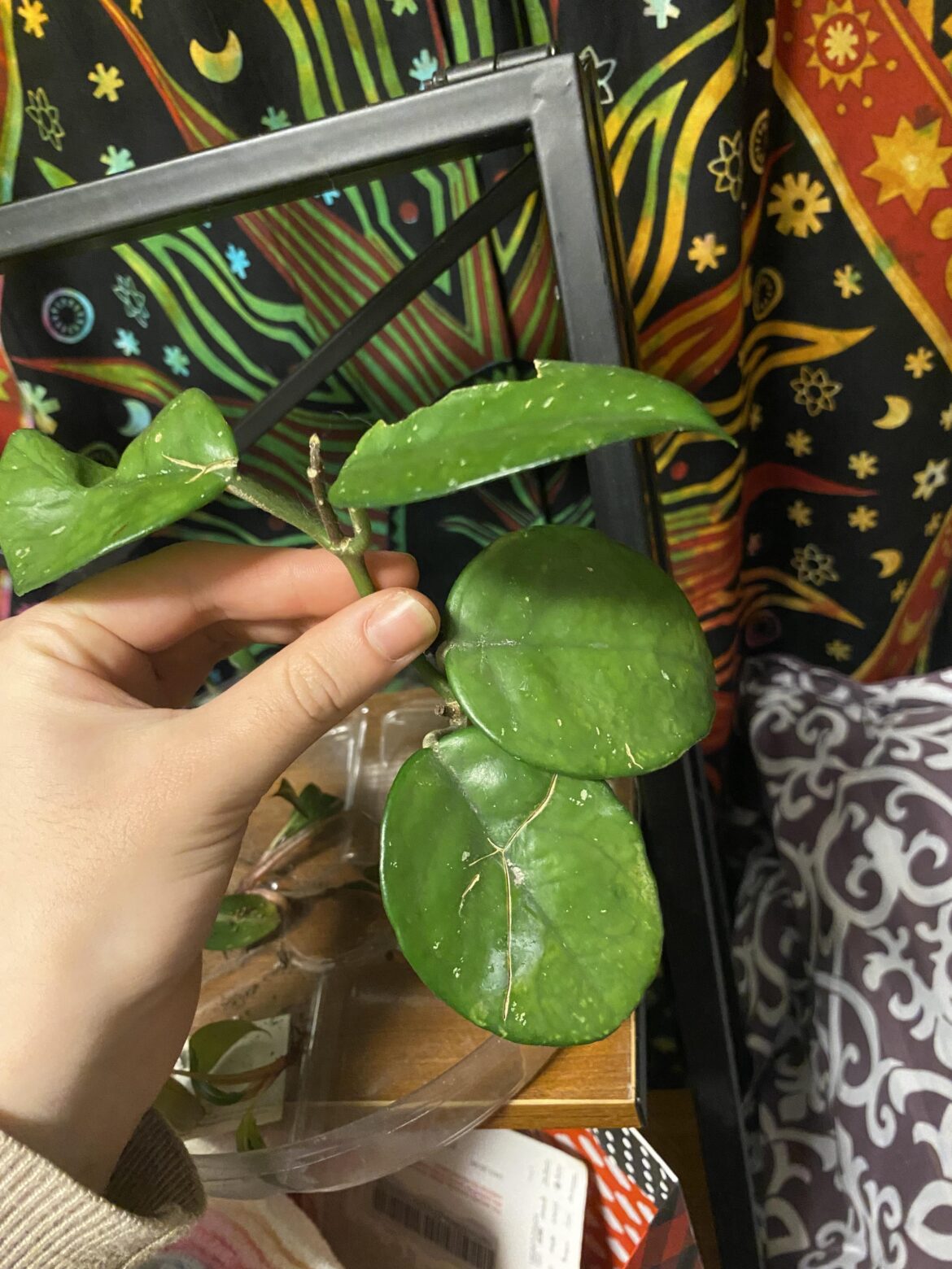 Help me identify please?