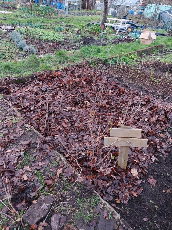 By using leaf mulch, you can maintain healthy garden beds without holding onto garden maintenance implements.