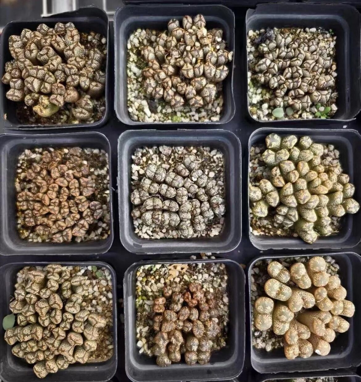 Pellucidium var. terricolour