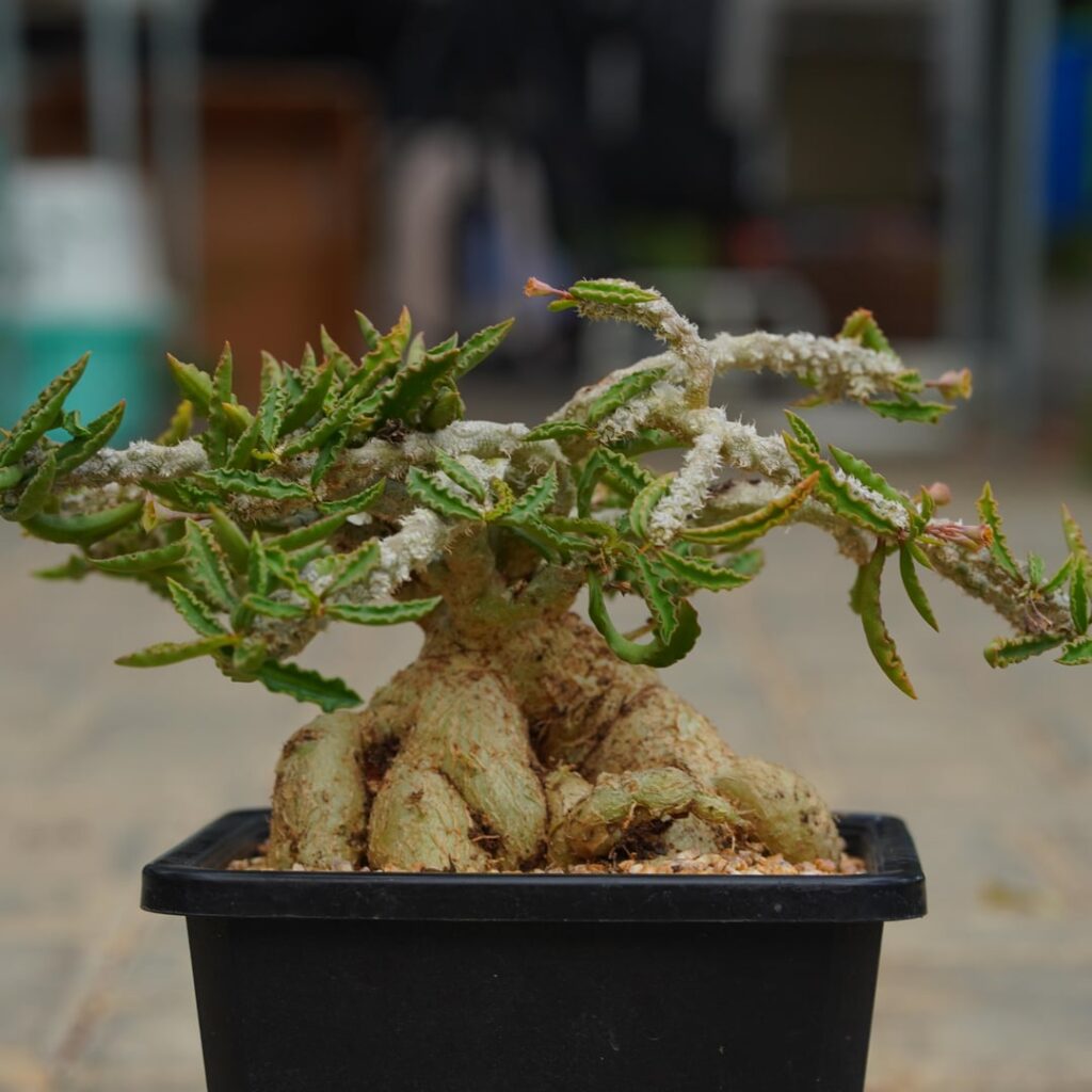Euphorbia capsaintemariensis really looking like a bonsai
