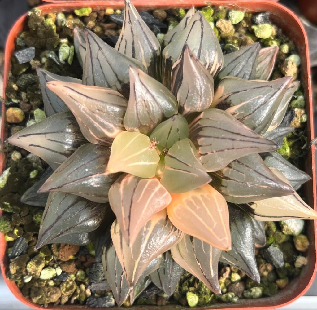 Haworthia variegated