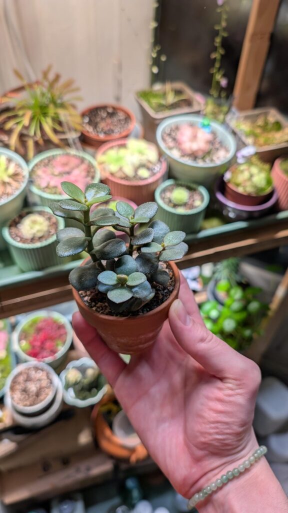 Baby Jade I grew from a leaf 🥰