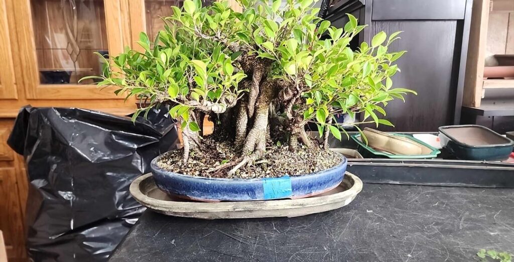 Banyan Tiger Bark Ficus Value?
