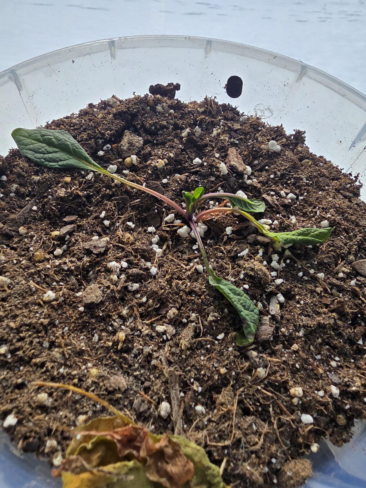 Mandrakes not growing past seedling