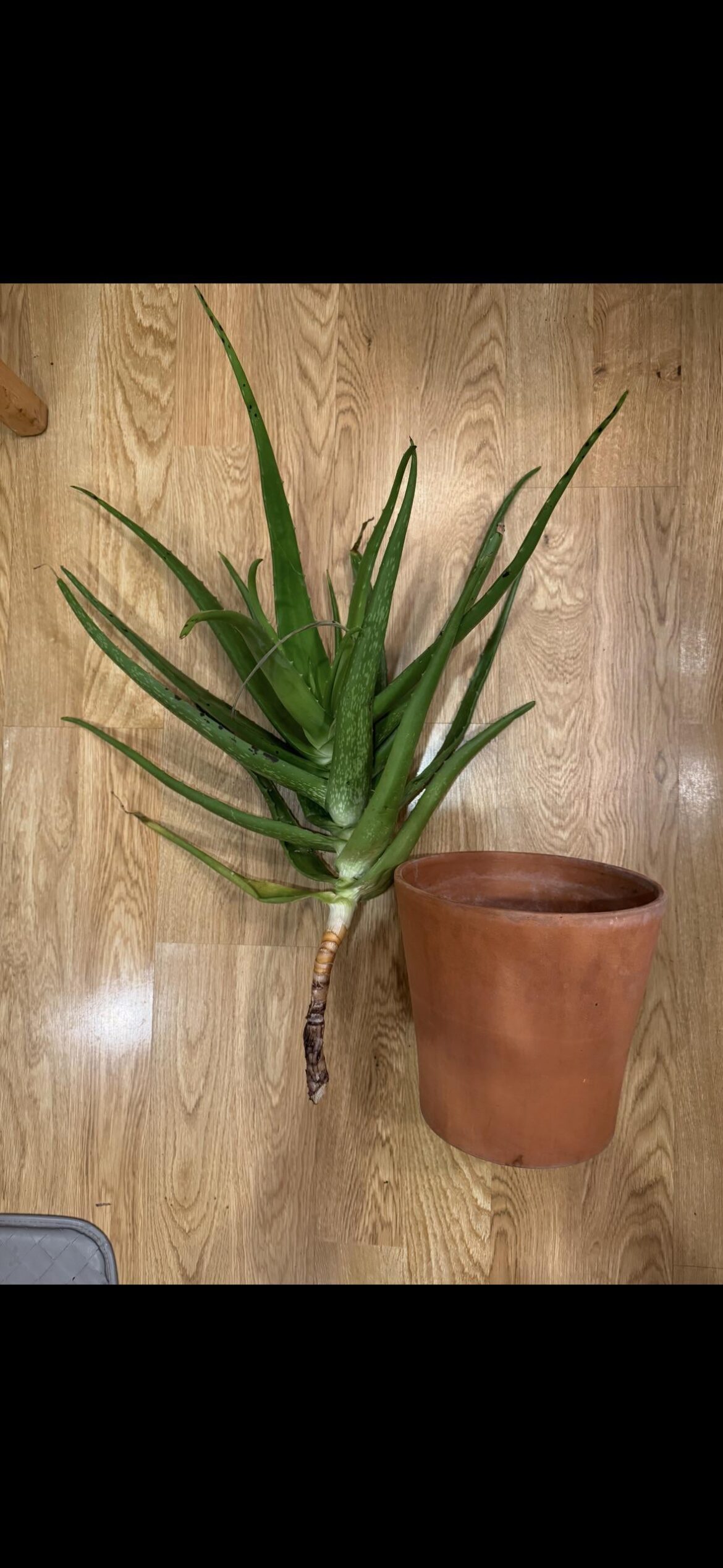 My large seemingly healthy Aloe Vera has black spots