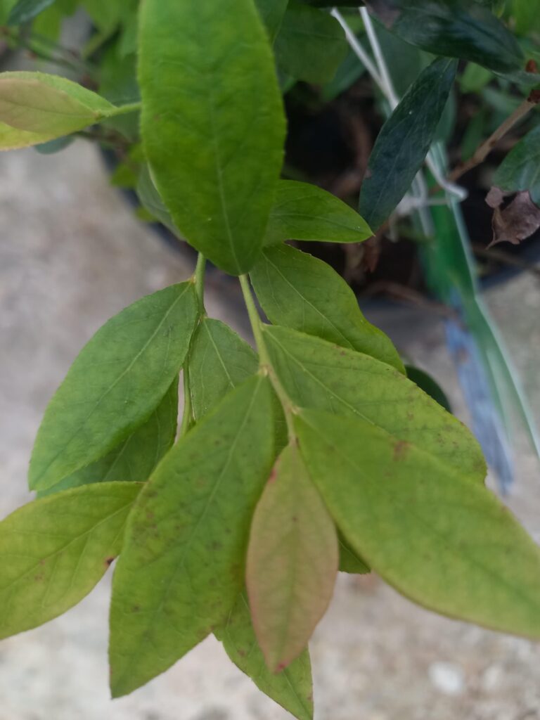 What wrong with my blueberry plant