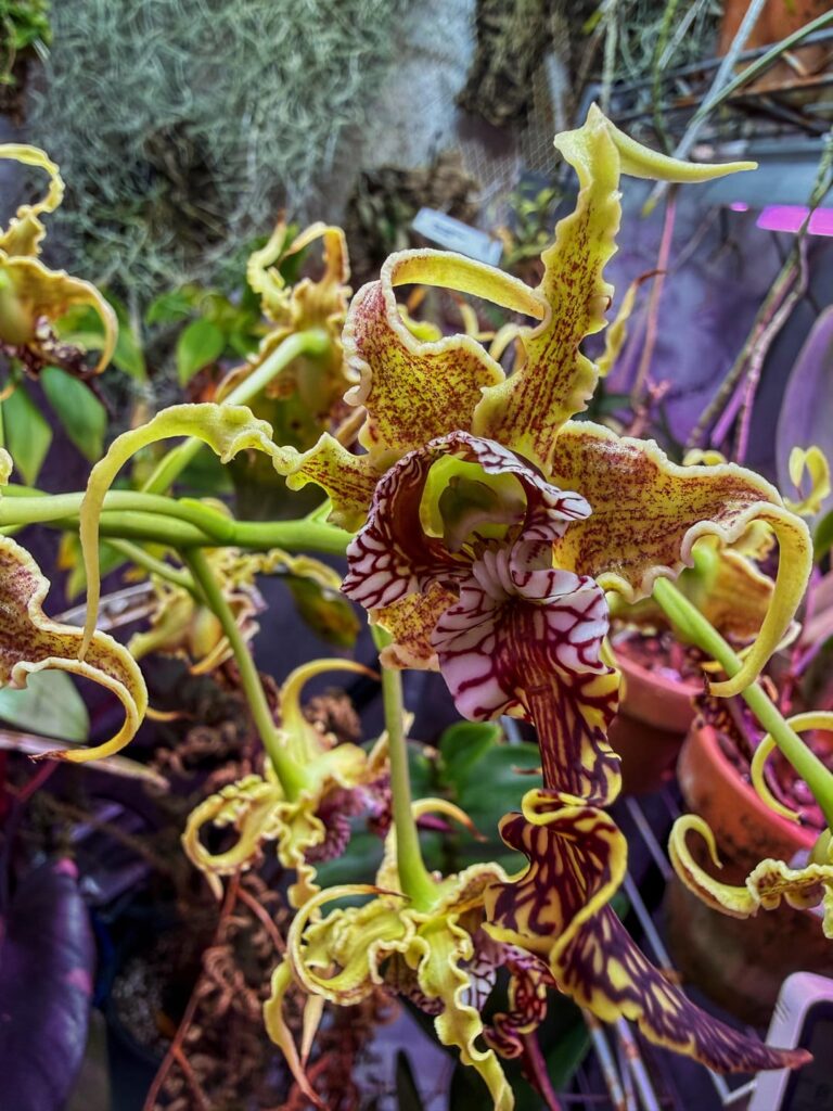There’s weird, and there’s Den spectabile