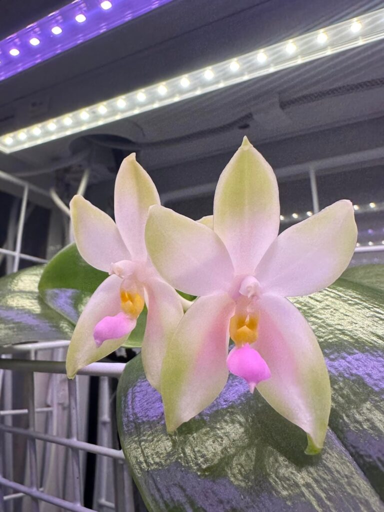 Phalaenopsis Bellina Pink rebloomed with prettier shape!