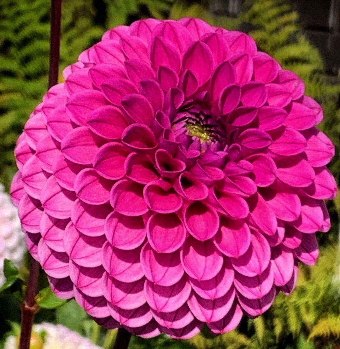 Dahlia Wednesday
