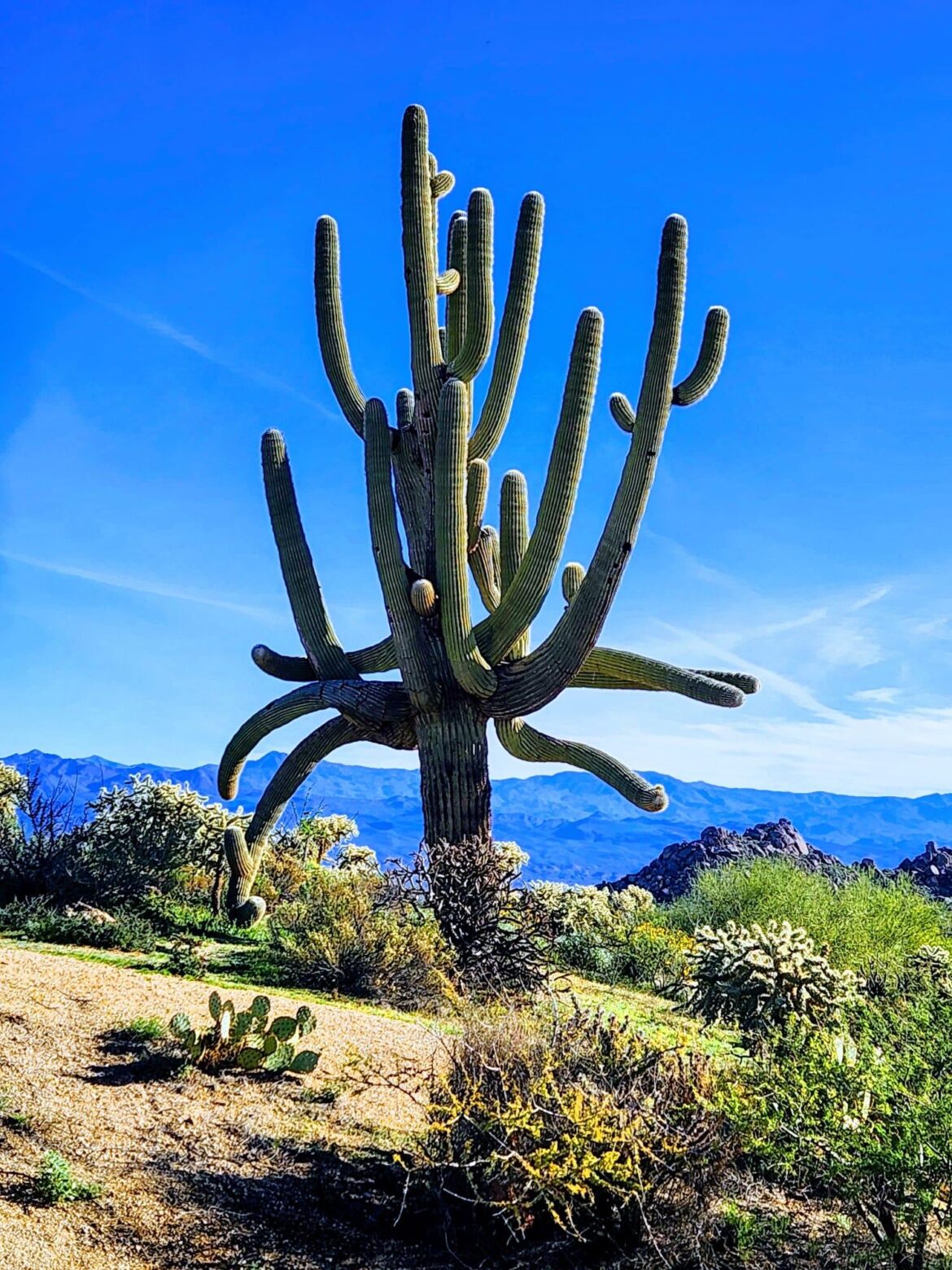 Magnificent Saguaro