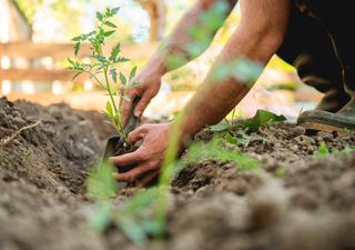 Urban Gardening in Big Cities: It's Good for Us and Cools Us Down When It's Hot