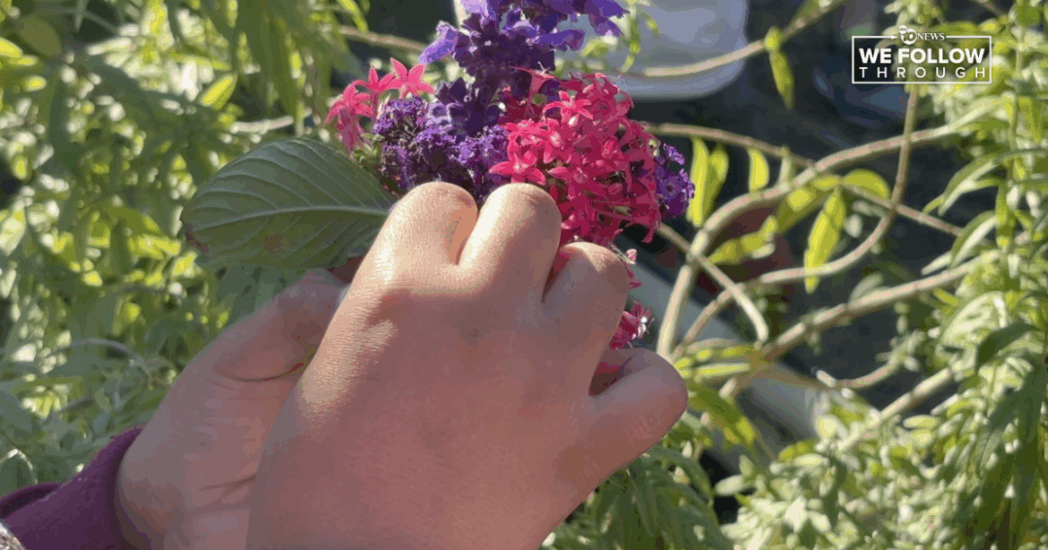 Chollas Mead Elementary plans outdoor classroom to expand school garden program