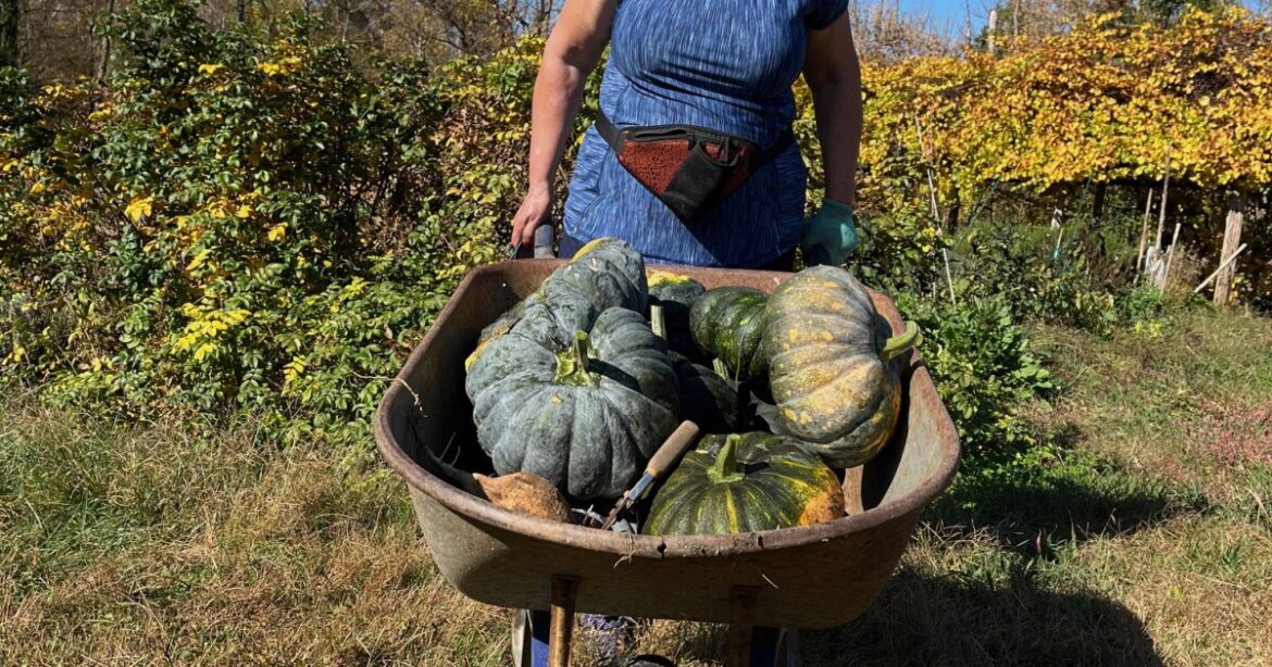 Historic Bethabara Park ends its community garden program Historic Bethabara Park ends its community garden program