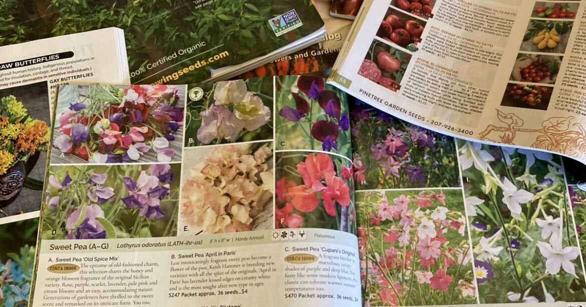 Try planting unique veggies this spring, like a burgundy sweet corn or sprouting cauliflower