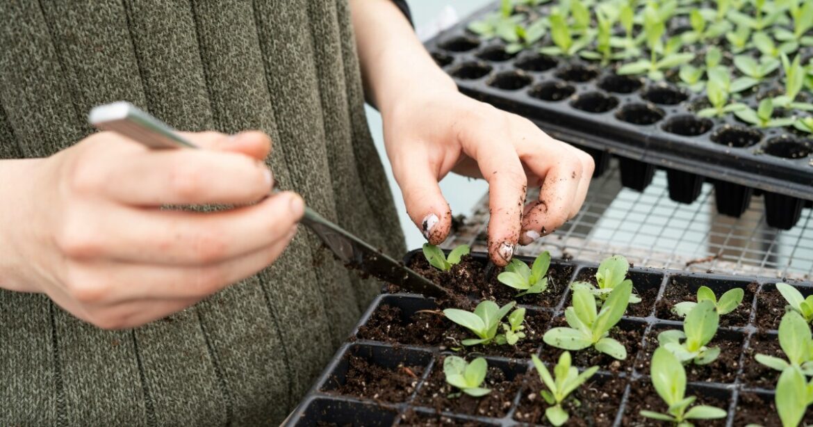 The Green Thumb: Spring garden transplants