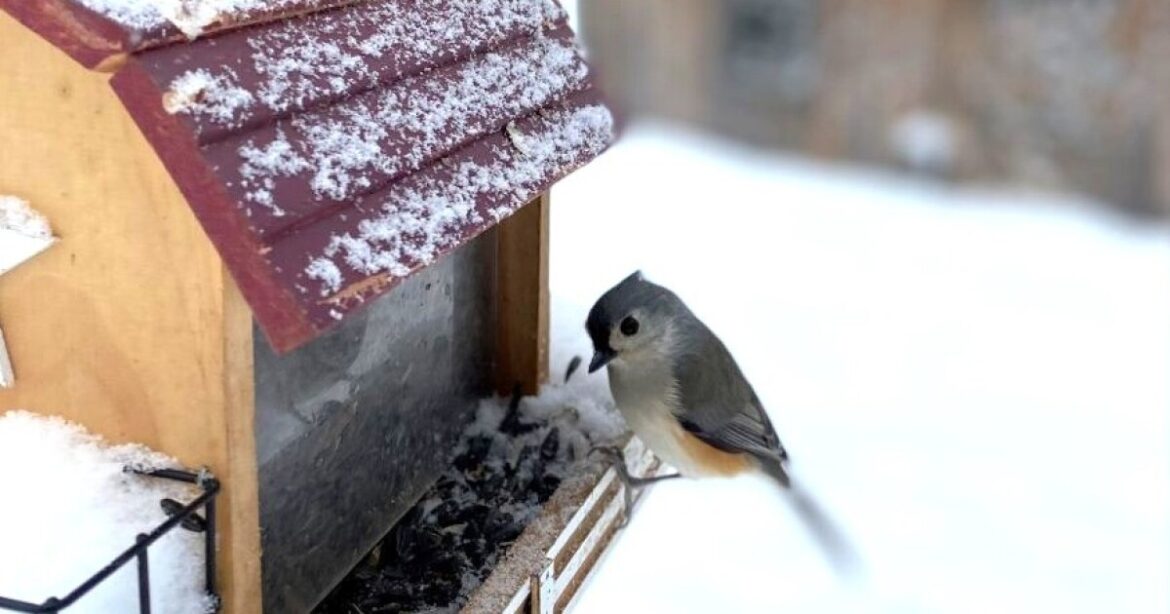 Homegrown NH: Welcome birds to your garden this winter