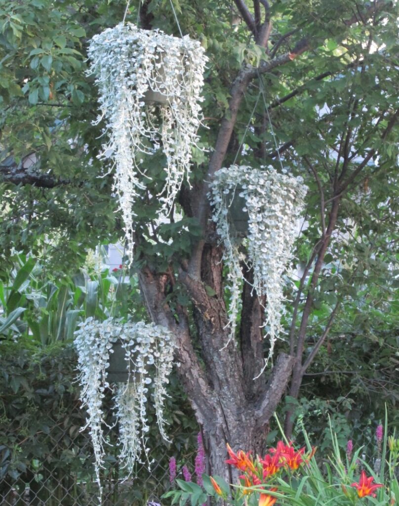 What color will you try this year in gardening? – Jamestown Sun What color will you try this year in gardening? - Jamestown Sun