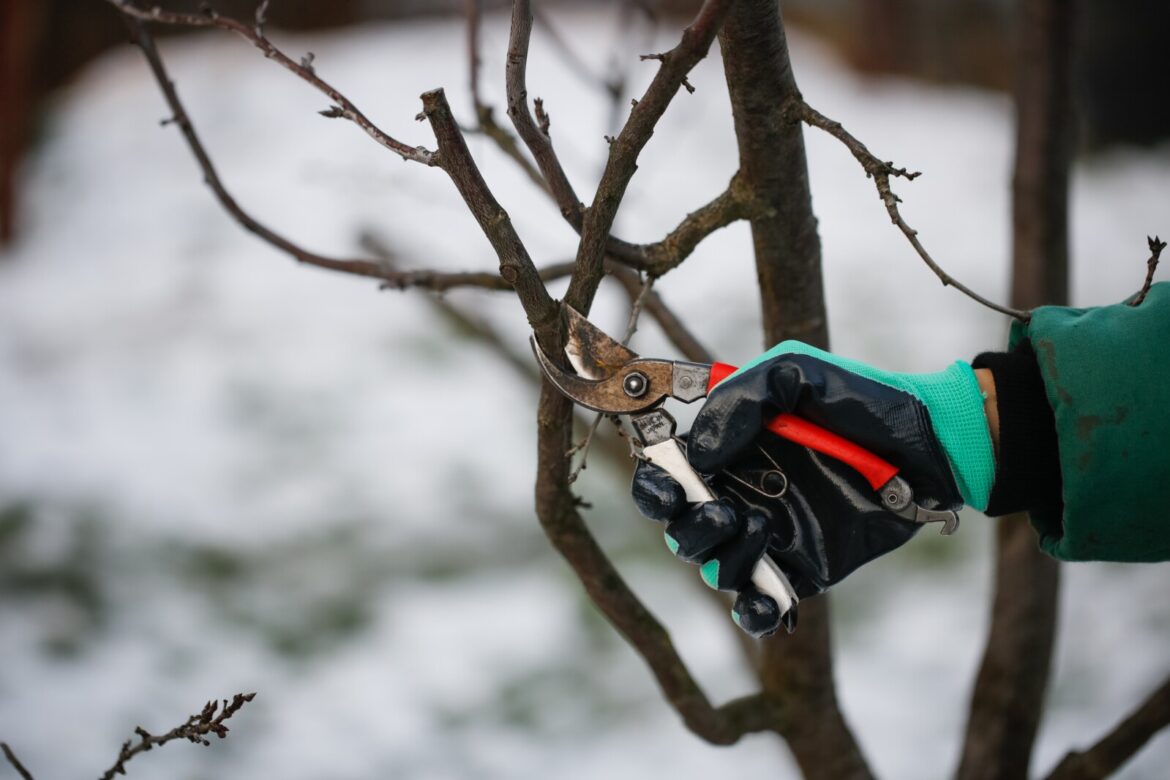 Winter pruning basics: What you can and shouldn’t cut now – Alexandria Echo Press Winter pruning basics: What you can and shouldn't cut now - Alexandria Echo Press