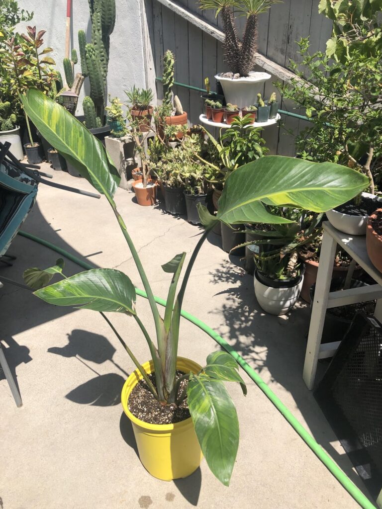 Variegated Aurea Giant Bird of Paradise. 💚💛💚💛💚