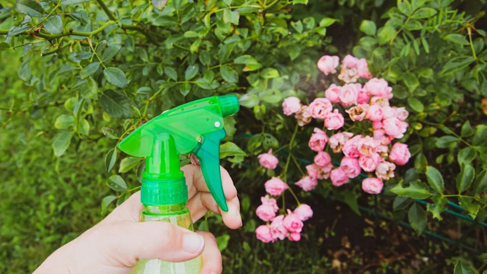 Close up view of person using homemade insecticidal insect spray in home garden to protect roses from insects.