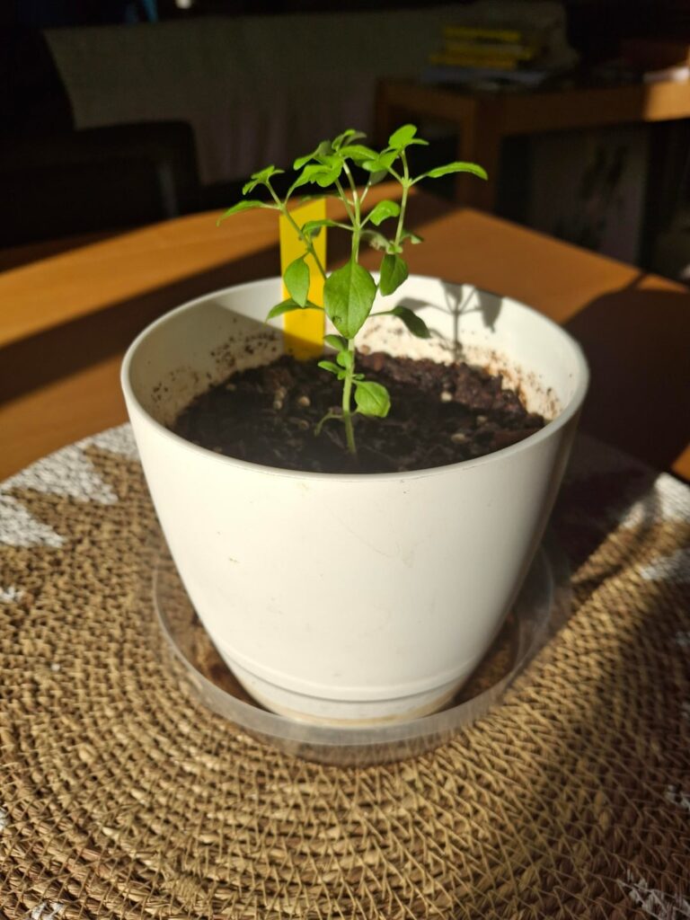 Faulty Basil (gardener...?)