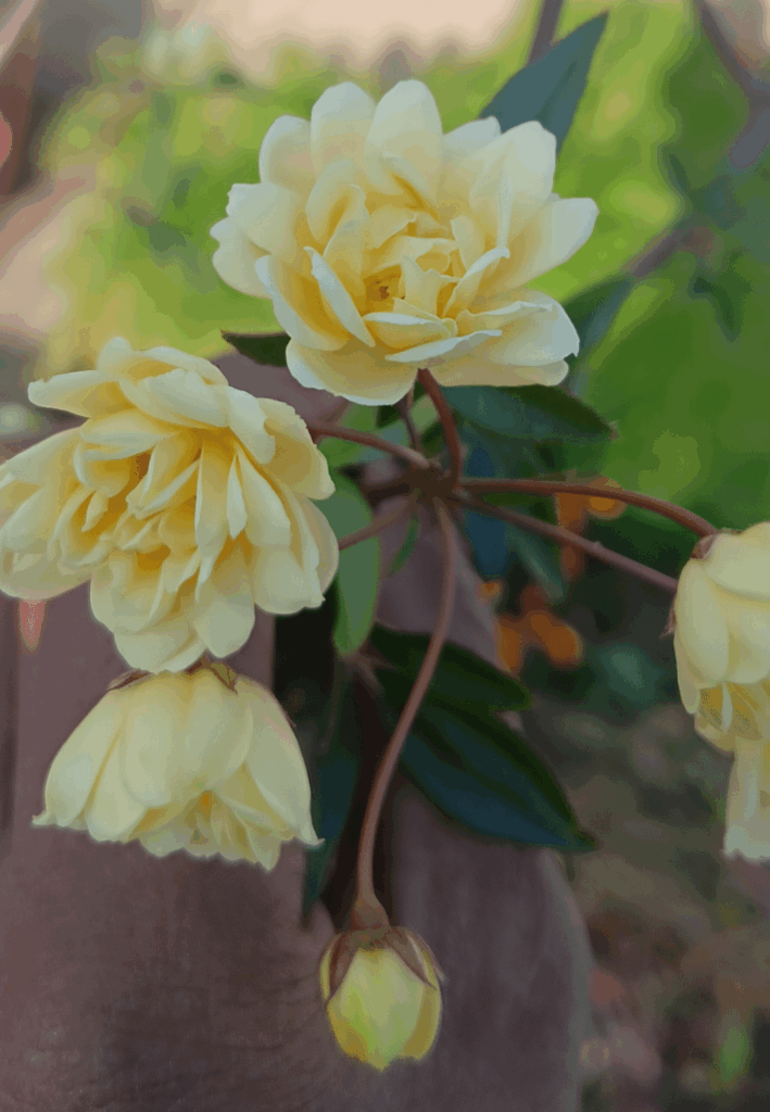What is it about this rose that makes it so captivating?