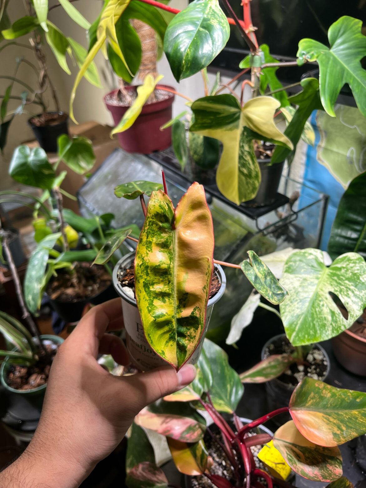 Variegated Billie 😎