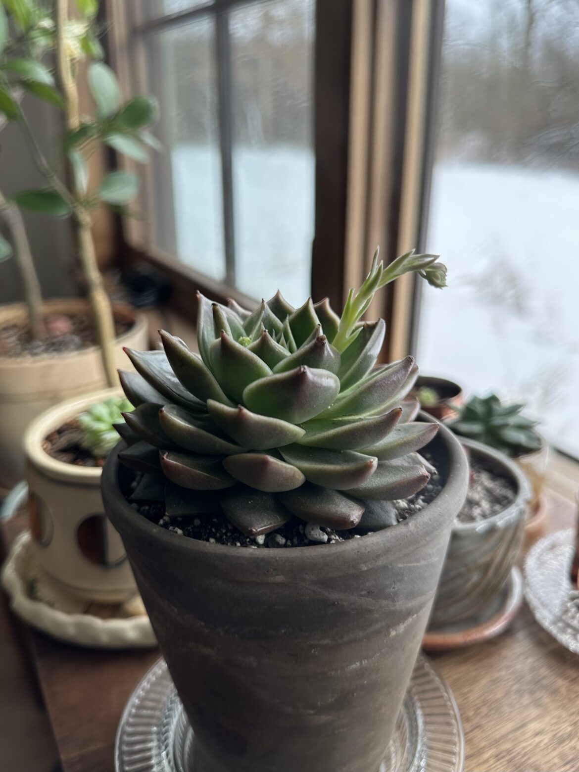 My first flower stalk!