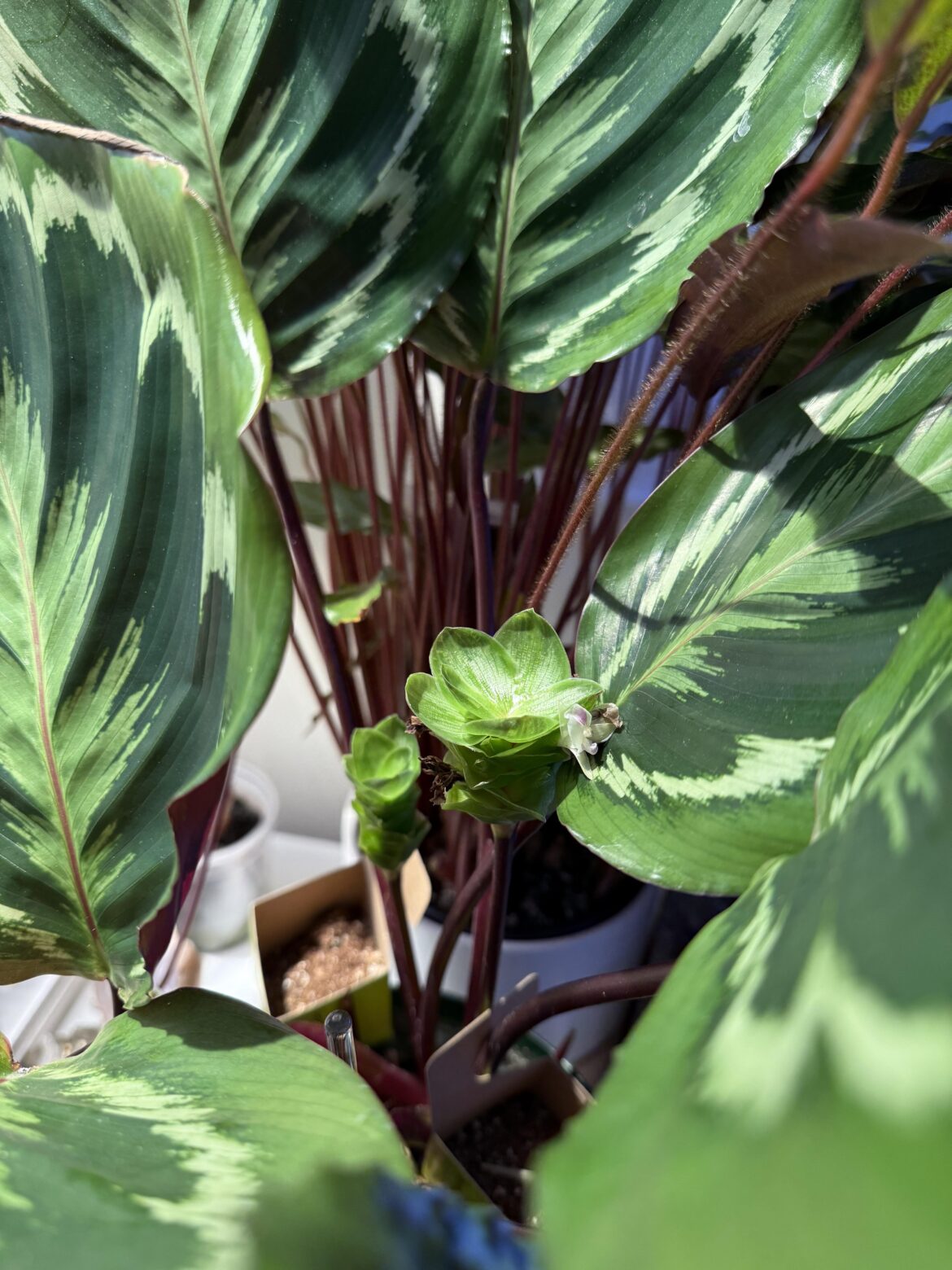 Calathea Medallion is Flowering!