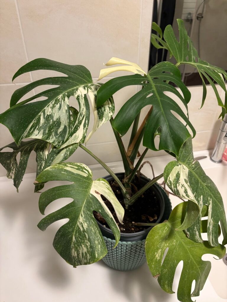 My new Albo (Belinda)