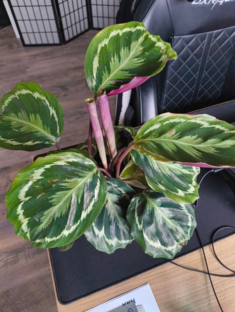 First timer, repot needed? General directions appreciated