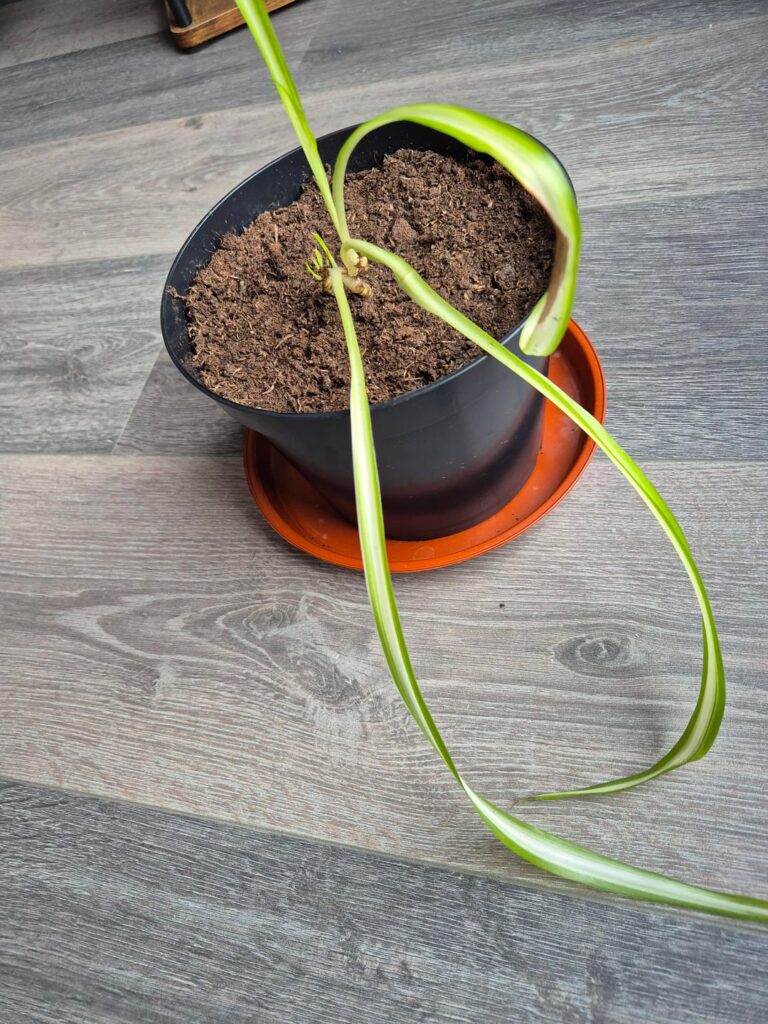 I think I saved it?! I think I saved it?!